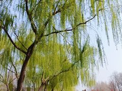 -石家庄市植物园