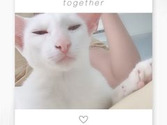 -喵的天空名猫咖啡馆·撸猫·猫舍·用品