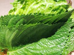 烧烤伴侣生菜-丰茂烤串(金源店)
