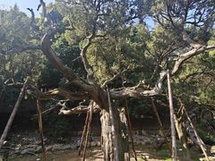 -草庵摩尼教遗址公园