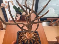 -Rabbit Cafe私房西餐甜点咖啡(栖霞路店)