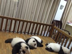 -成都大熊猫繁育研究基地