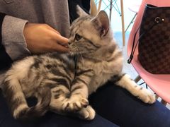 -三花喵·撸猫购宠·宠物生活馆(虹桥南丰城店)