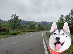 -铁山坪森林公园