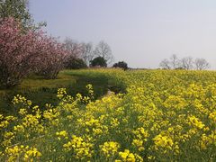 -径山花海