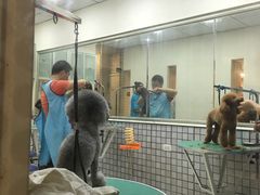 -神采飞扬宠物美容(香港路店)