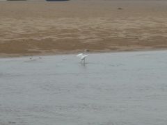 -日照海滨国家森林公园
