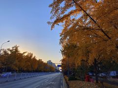 -三里屯东五街银杏大道