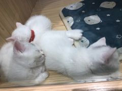 -屋虎猫馆(宝安大仟里店)