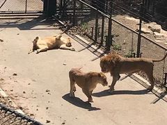 -大连森林动物园