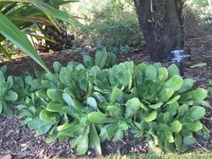 -墨尔本皇家植物园