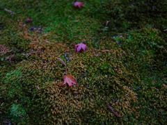-西芳寺(苔寺)