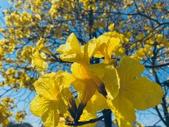 -天适樱花悠乐园