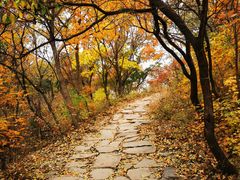 -北京西山国家森林公园