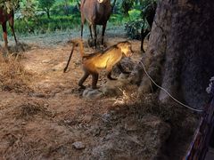 -大连自然博物馆