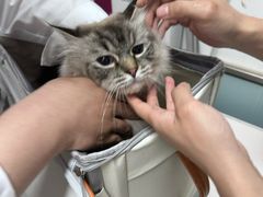 -达爱动物医院·犬猫分区·CT·复杂眼科(远洋山水分院)
