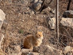 -北京西山国家森林公园