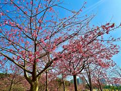 -风云岭森林公园