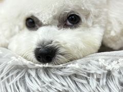 -爱派特动物医院·全科诊疗中心