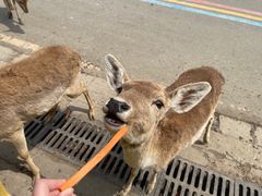 -常州淹城野生动物世界