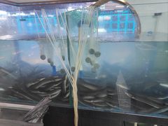 -银河烧鳗·活鳗料理专门店(西单大悦城店)
