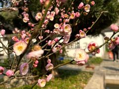 -上海醉白池公园