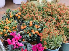 -桂林市花鸟市场