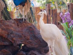 -西双版纳傣族园