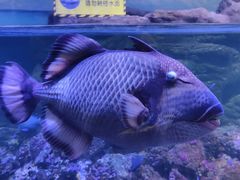 -江和美海洋公园