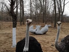 -大连森林动物园