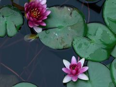 -白鹭湾湿地公园