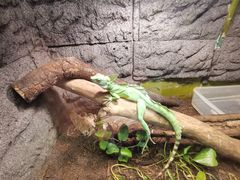 -上海大自然野生昆虫馆(东方明珠·爬宠昆虫探索中心)