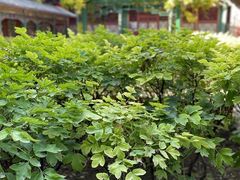-恭王府博物馆