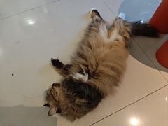 -平行世界·猫咖(首经贸店)