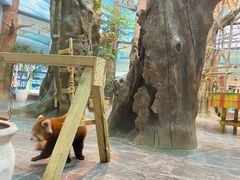 -海合安成都极地海洋公园