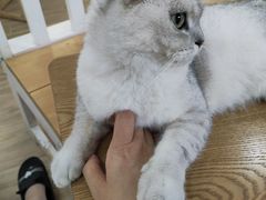 -李小姐の猫咖啡馆(五角场店)