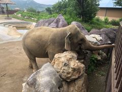 -青岛森林野生动物世界
