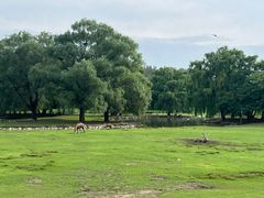 -北京麋鹿生态实验中心