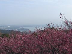 -香雪海