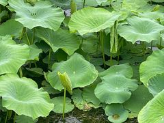-莲池书院博物馆
