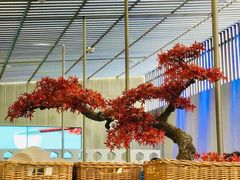 -苏小柳点心·手作小笼包(浦东嘉里城分院)