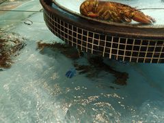 -怀德酒楼·粤菜·海鲜·茶点(宝安国际机场店)