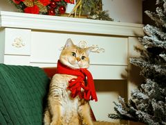 -超宠爱宠物摄影-Super pet