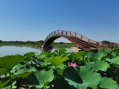 -荷花大观园