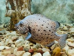 -东方巨龟苑景区