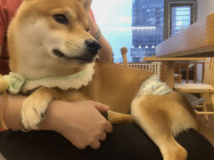 -豆柴町-柴犬主题狗咖(红鼎国际C座店)