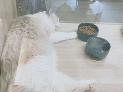 -飞行喵MR PILOT|猫舍·猫咖(静安大融城店)
