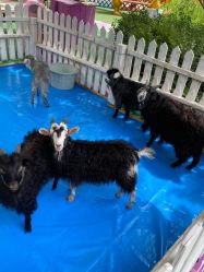 -萌宠亲子动物乐园(槐房万达店)