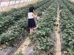 -青浦采草莓天天草莓园