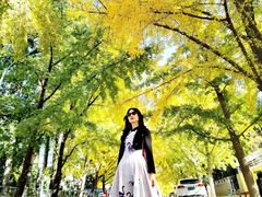 -三里屯东五街银杏大道